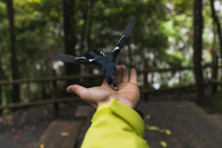 bird eating from a person's hand in green jacket over a forest with a picnic tableの写真素材