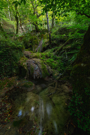 interior of a forest full of vegetation with water and spectacular rock formationsの写真素材