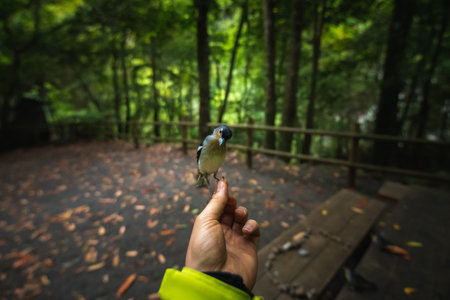 bird perched on one hand in a forest with a picnic tableの写真素材