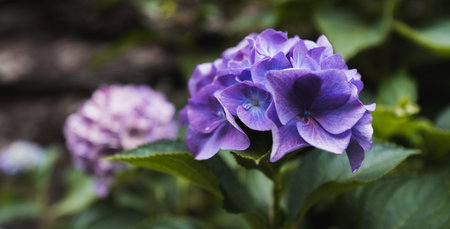 close up shot of a purple flower with drops of water on green leaves and another white flower in the backgroundの写真素材
