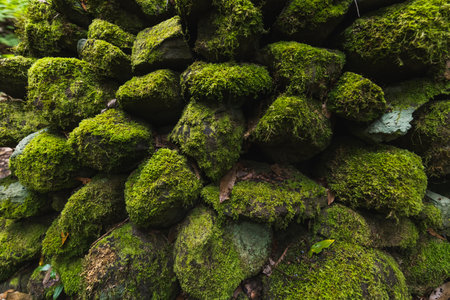 stone wall full of green moss and fallen autumn leaves in a humid placeの写真素材