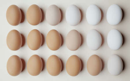 chicken eggs aligned and ordered from darkest to lightest on a light background. 3d renderの写真素材