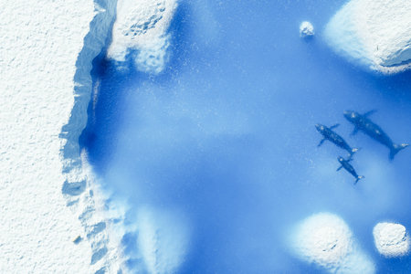 Top view of a glacier cliff in the arctic ocean with whales underwater and melting ice chunks. copy...