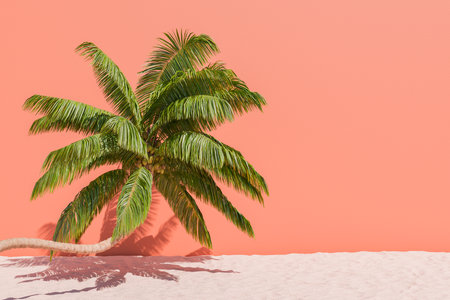 3D rendering of a single palm tree with lush green leaves on a sandy ground against a solid coral-colored wall background. Summer concept.の写真素材