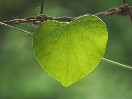 Heart leave green color and green backgroundの写真素材