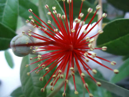 Flowerの写真素材