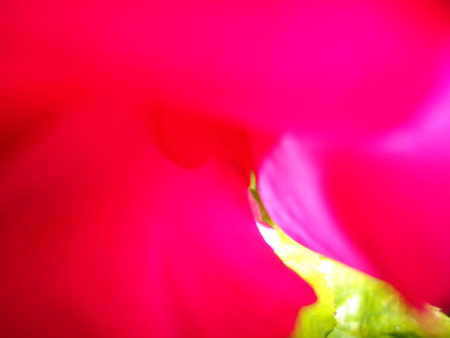Through The Petals Of a Roseの写真素材