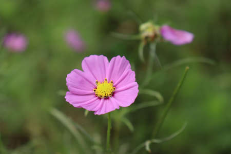 Wild flowers on autumn daysの写真素材
