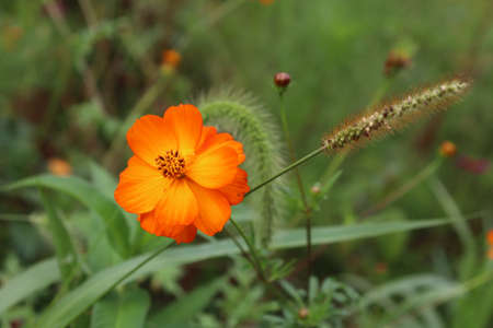 Wild flowers on autumn daysの写真素材