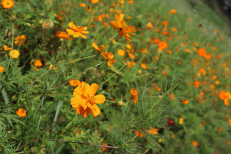 Wild flowers on autumn daysの写真素材