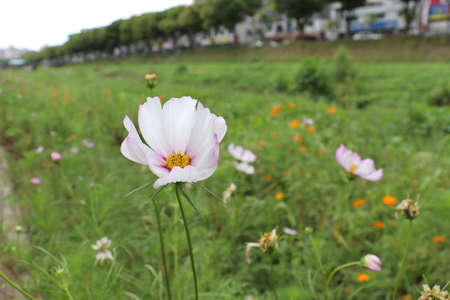 Wild flowers on autumn daysの写真素材