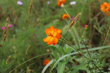 Wild flowers on autumn daysの写真素材