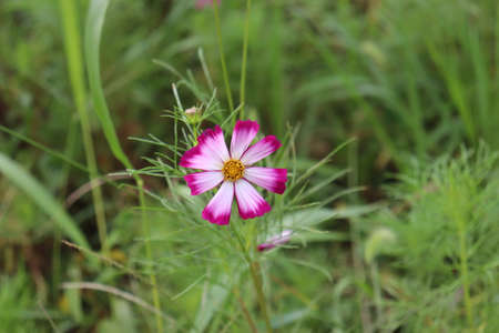 Wild flowers on autumn daysの写真素材
