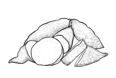 Hand drawing of Sweet Potato. Black and White simple line Vector Illustration for Coloring Book - Line Drawn Vectorのイラスト素材