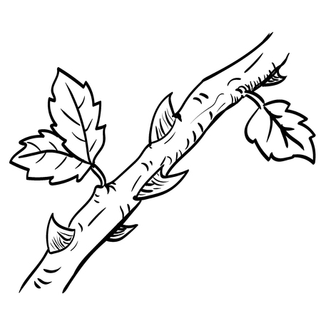 Hand drawing of Thorn. Black and White simple line Vector Illustration for Coloring Book - Line Drawn Vectorのイラスト素材