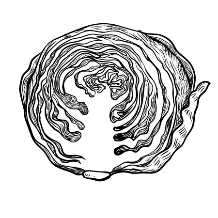 Illustration Half Cabbage, Vegetable engraved style illustration. Isolated Cabbage on white background. Detailed vegetarian food drawing. Farm market product-Vector Hand drawn Illustration.のイラスト素材