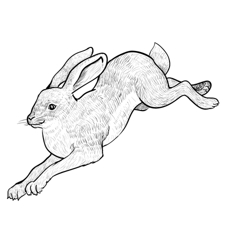 Illustration Jumping Hare Isolated on white background. Black and White simple line Vector Illustration for Coloring Book - Line Drawn Vector Illustration.のイラスト素材