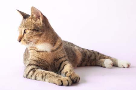 Brown eyes Cat looking side on white backgroundの写真素材