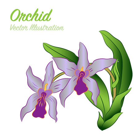 Isolated orchid flowers on white background. Floral tropical design element - Vector Illustration.のイラスト素材