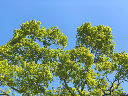 Lush green tree canopy set against a blue sky on a sunny day. A symbol of natural beauty, renewal, and calmnessâideal for nature-themed designs, wellness content.の写真素材