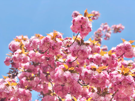 A vibrant photo of cherry blossoms (Sakura) in full bloom, captured from a low angle under a clear blue spring sky. The soft pink petals and delicate branches create a dreamy and sの写真素材