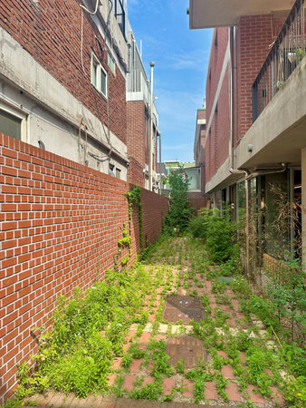 An abandoned brick alleyway in the city overtaken by greenery. A contrast between urban structure and untamed nature on a sunny summer day.の写真素材