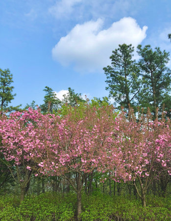A row of blooming cherry blossom trees stands out against a lush forest background under a clear blue sky with fluffy white clouds.の写真素材