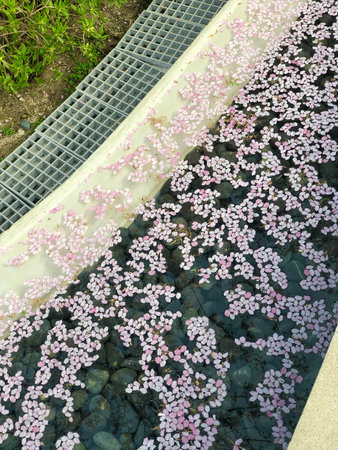 Soft pink cherry blossom petals float delicately on the surface of a shallow stream lined with stones.の写真素材