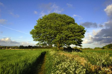 A single tree against a blue sky.の写真素材