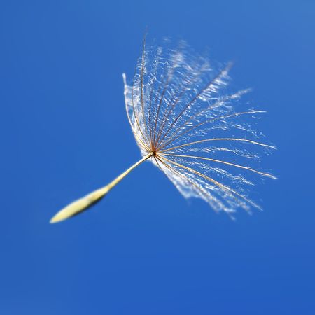 A Dandelion Seed in the Windの写真素材