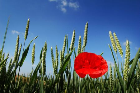 A single poppy in a crop field.の写真素材