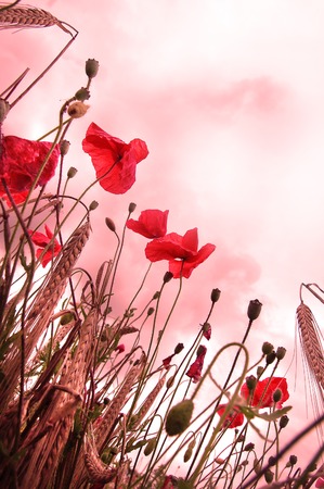 Poppies in the Windの写真素材