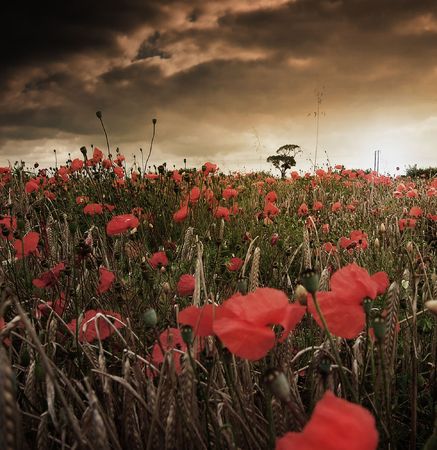 A poppy fieldの写真素材
