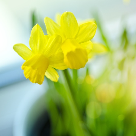 Spring Daffodils on a windowsill 