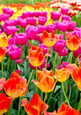 A bunch of colourful tulips の写真素材