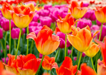 A collection of colourful tulips の写真素材