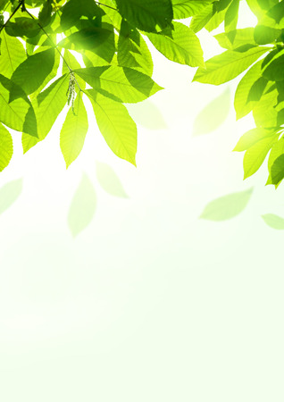 Fresh Summer Leaves  - organic background design.の写真素材