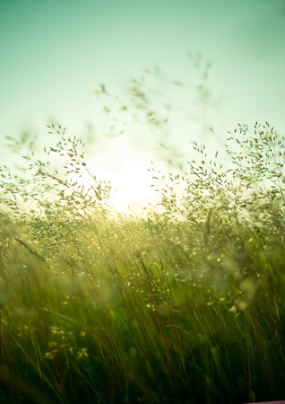 Long summer dry grass against a sunset.の写真素材