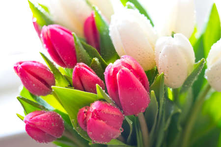 A bunch of Tulips.の写真素材