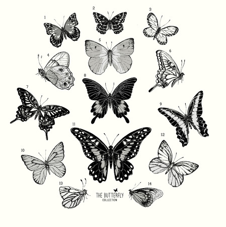 Large Collection of Butterflies, hand drawn set isolated.Vector illustrationのイラスト素材