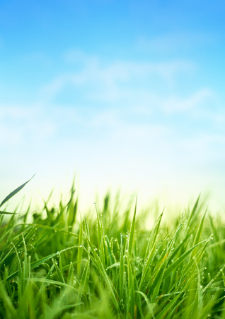 Fresh Spring Grass. Garden Backgroundの写真素材