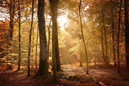 Autumn landscape in the New Forest with the ground covered in fallen leaves and sunlight filtering through the golden trees.の写真素材