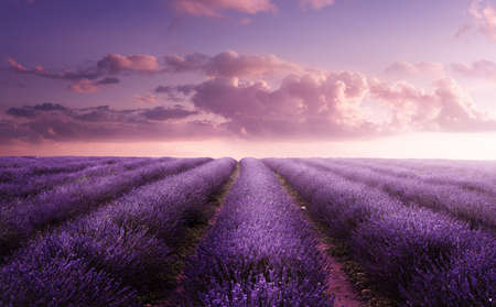 A vivid purple blooming lavender field in summer at sunset. Flower field landscape in the UK.の写真素材
