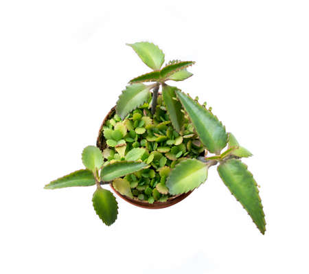 top view small sprout plants in ground on white backgroundの写真素材