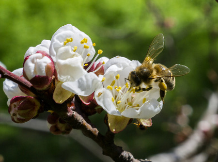 bee on a white flower tree macroの写真素材