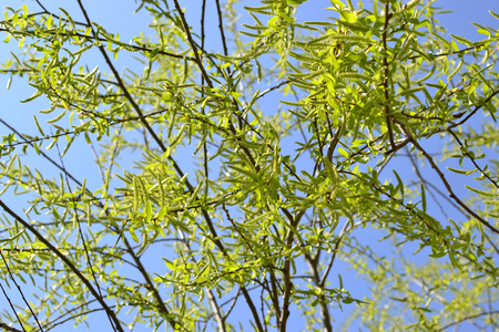 spring branches against the skyの写真素材