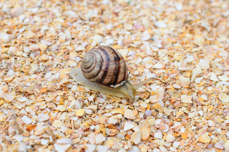 insect grape snail shellsの写真素材
