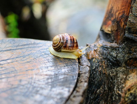 insect on a tree stump grape snailの写真素材