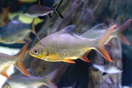 Easy river fish swimming underwater photoの写真素材