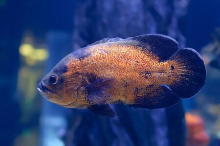 tropical big fish swimming underwater horizontal photoの写真素材